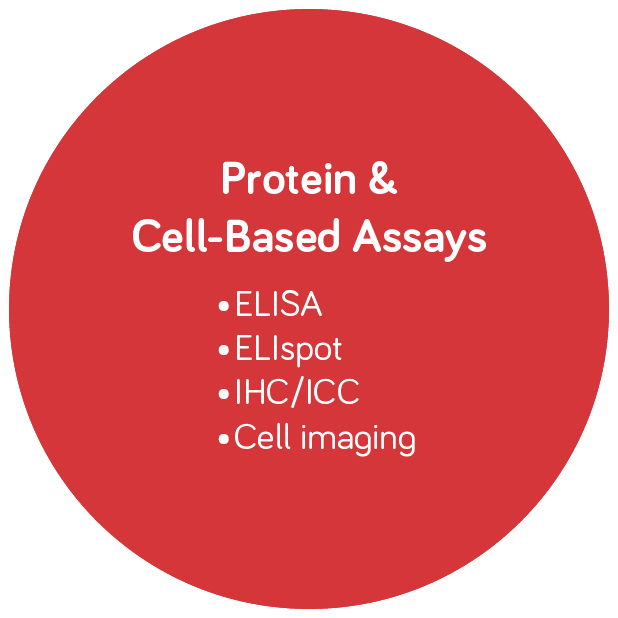 Protein & Cell-Based Assays Infographic