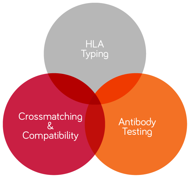 Versiti Clinical Trials HLA Typing Services