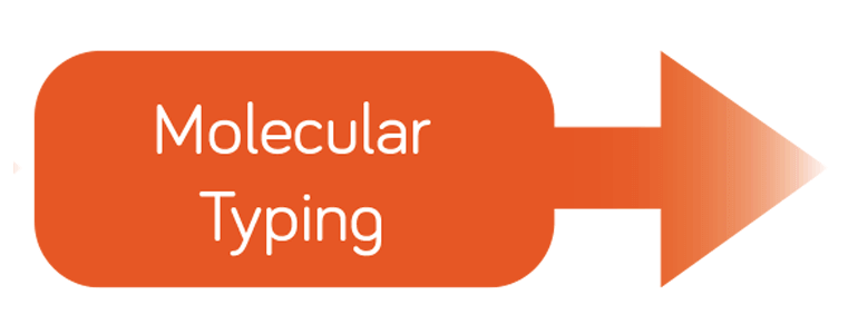 Molecular Typing Infographic