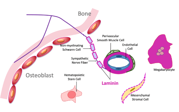 Illustration of bone marrow blood vessel.