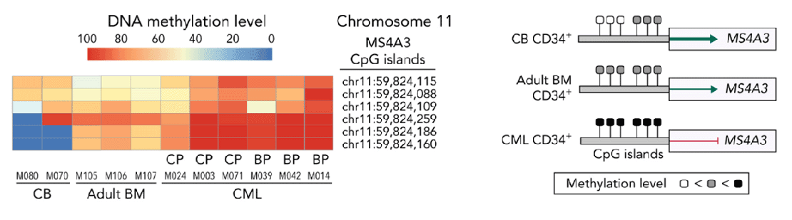 heat map and diagram representing CpG methylation levels