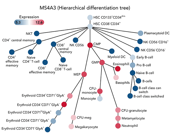 MS4A3 Expression