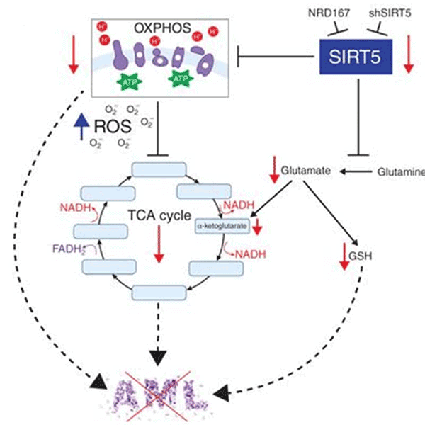 Targeting the Metabolic Regulator SIRT5 in Acute Myeloid Leukemia