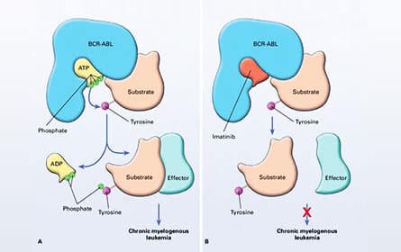 Illustration of Mechanism of Action of BCR-ABL and of Its Inhibation by Imatinib.