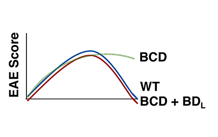 Illustration of EAE Disease