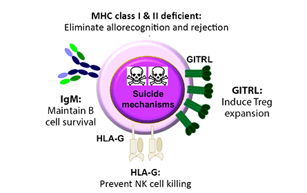 MHC Class and HLA-G Illustration