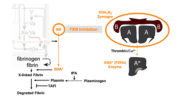 Fibrin Behavior Illustration