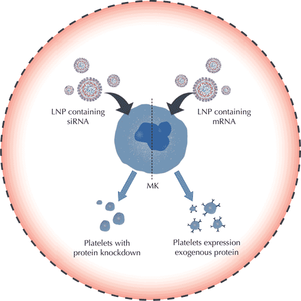Lipid Nanopartical Illustration